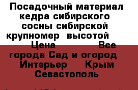 Посадочный материал кедра сибирского (сосны сибирской) крупномер, высотой 3-3.5  › Цена ­ 19 800 - Все города Сад и огород » Интерьер   . Крым,Севастополь